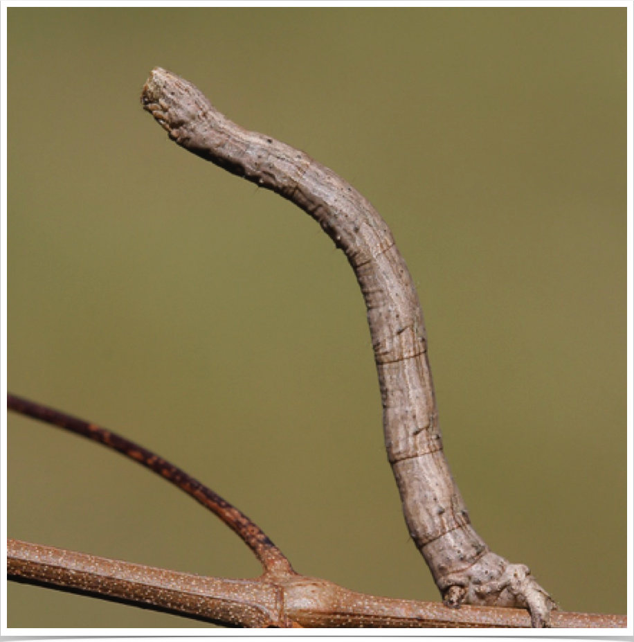 Pero on Oak
Pero sp.
Clay County, Alabama